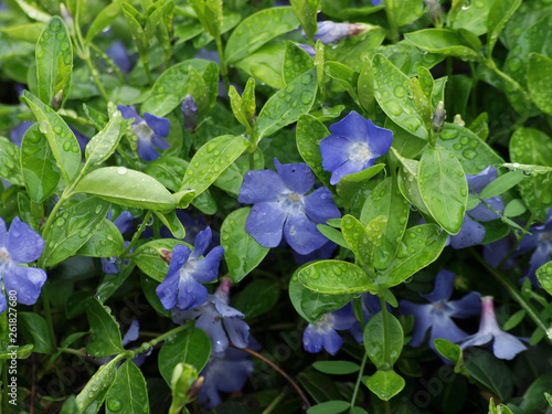 Vinca minor - Tapis de Petites pervenches aux fleurs blanches sur des tiges rampantes couvre-sol photo