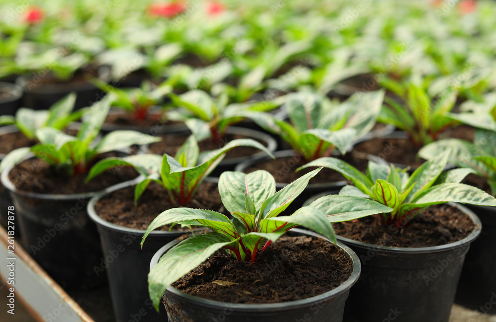 Many fresh green seedlings growing in pots with soil, closeup Many fresh green seedlings growing in pots with soil, closeup