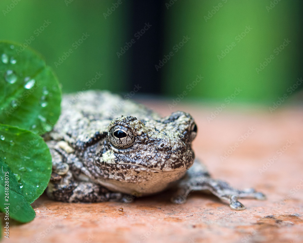 Fototapeta premium frog1