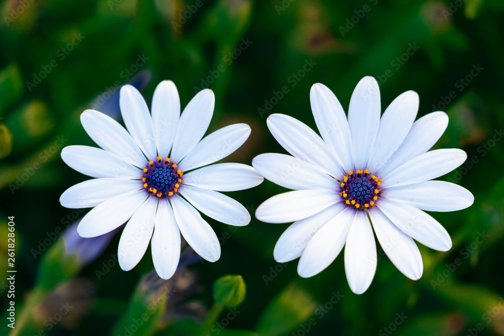 Two flowers harmoniously side by side show their beauty and enchant the viewer. Two flowers harmoniously side by side show their beauty and enchant the viewer.