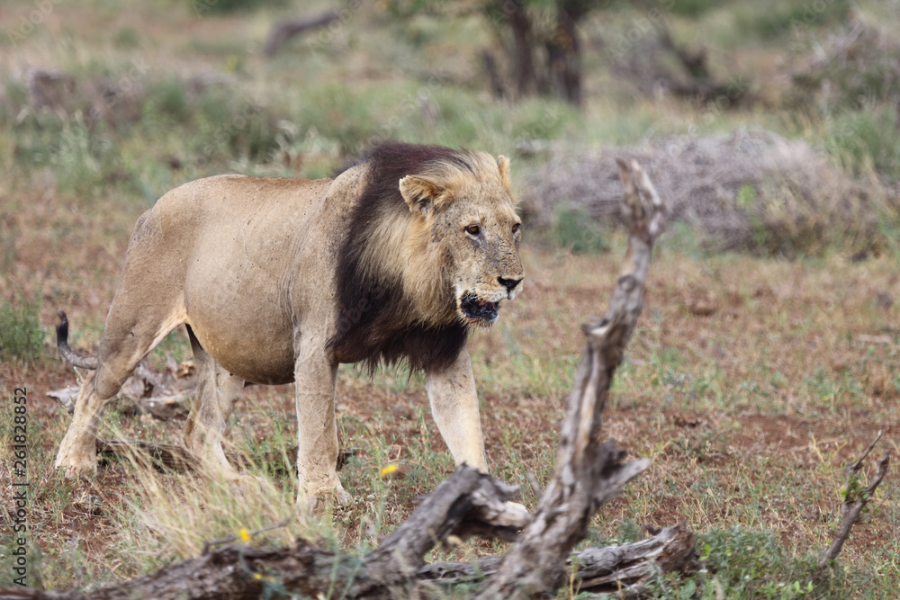 Afrikanischer Löwe / African Lion / Panthera Leo. Afrikanischer Löwe / African Lion / Panthera Leo.