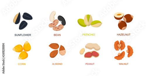 Nut seed. Nuts set in flat design. Set of different cartoon nuts. Vector illustration