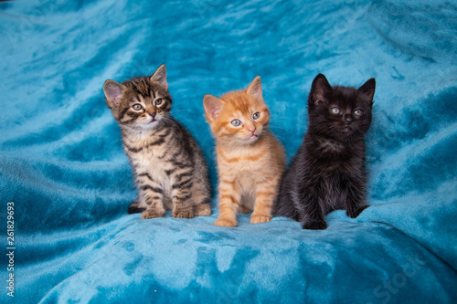 Trio de chatons