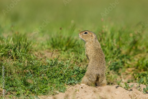 Small european brown ground squirrel standing on guard, watching out, green grass background, a sunny spring day at a prairie