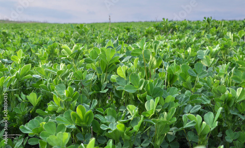 Foto In the spring field young alfalfa grows