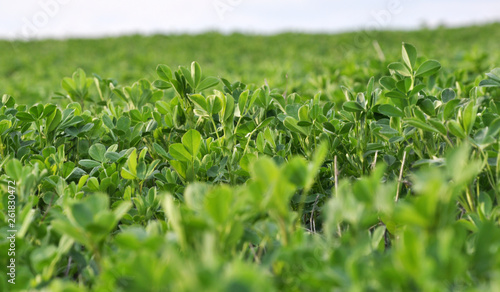 Foto In the spring field young alfalfa grows