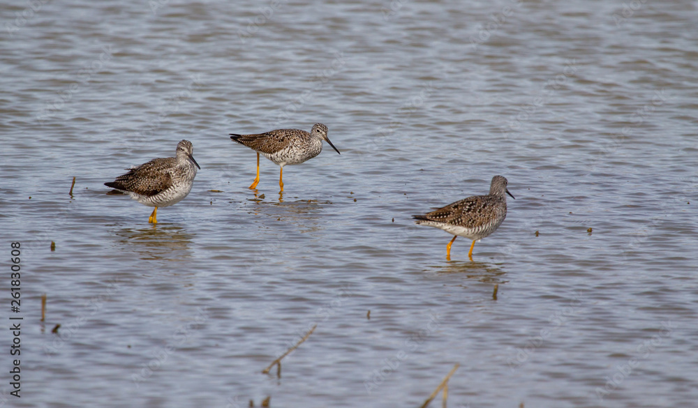 Sandpipers in shallow water Sandpipers in shallow water