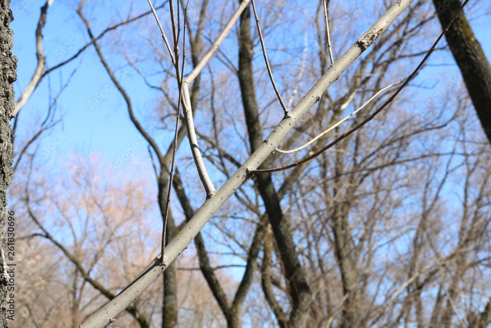 Tree Tree