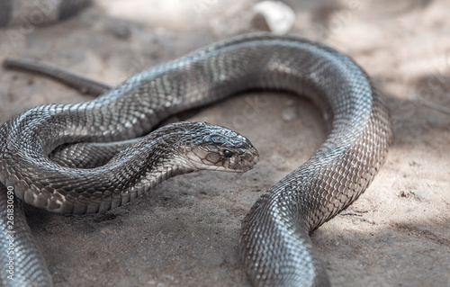 Brown slick snake in the sand