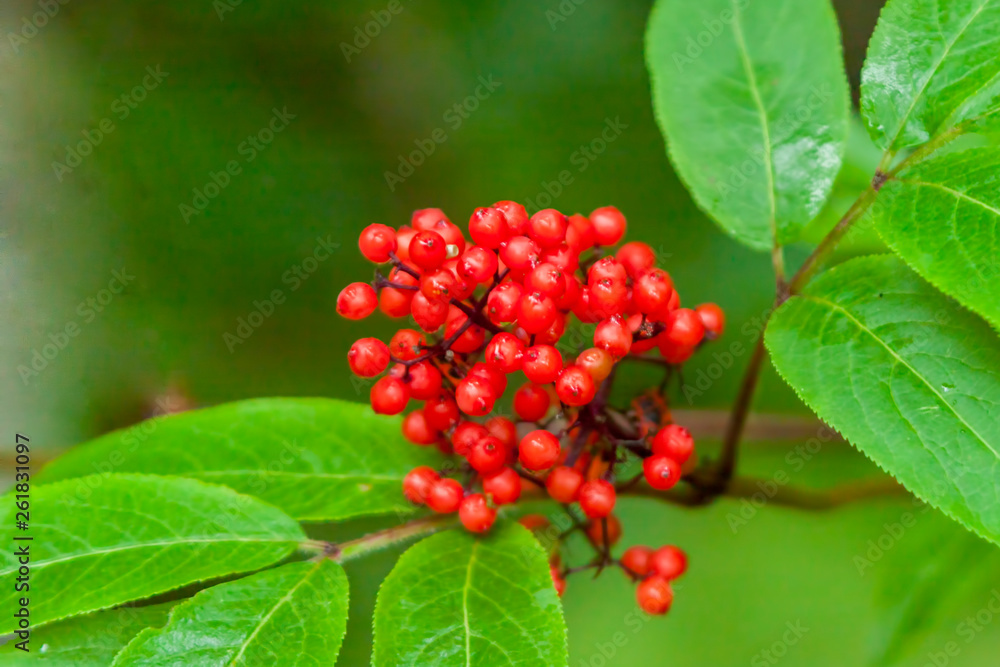 Ripe red elderberry (Sambucus racemosa) in a summer forest closeup.