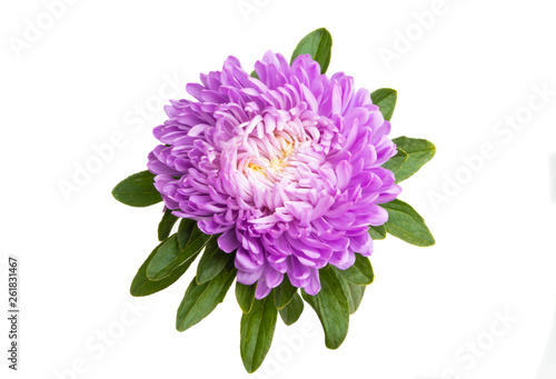 aster flower isolated