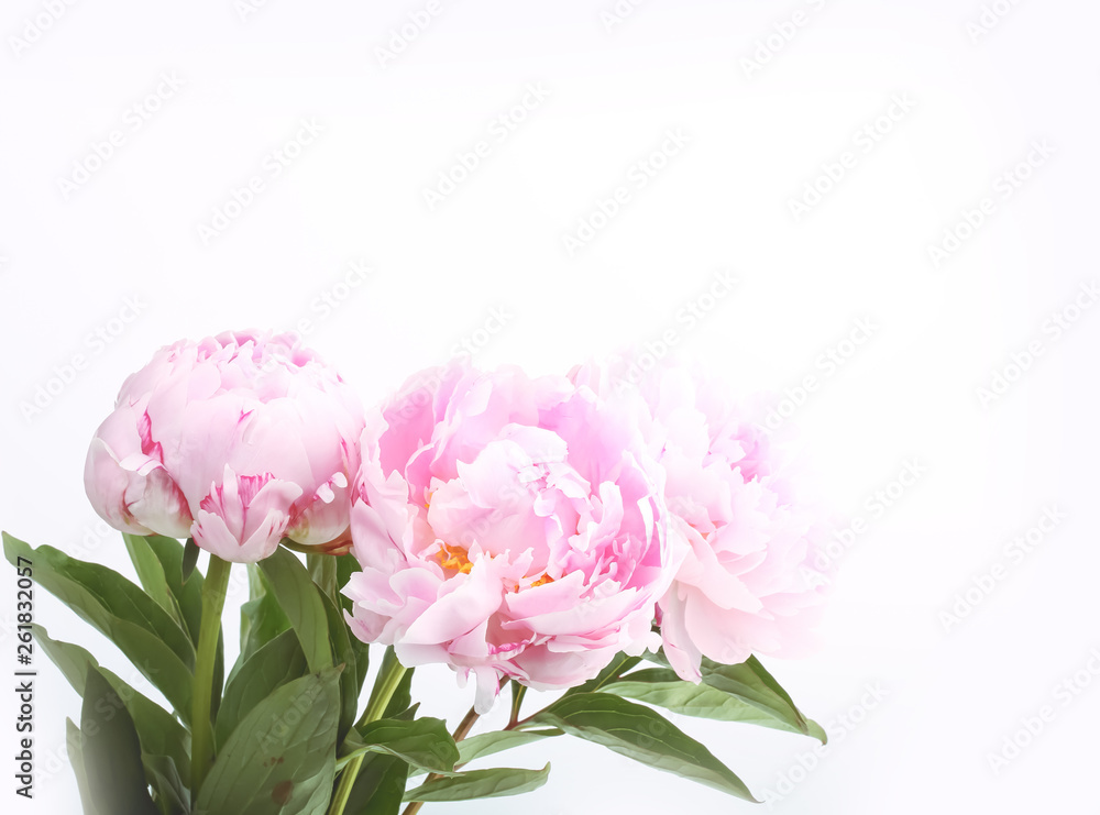 Modern card on colorful backdrop. Summer concept. Spring floral background. Bright pastel background. Romantic card. Floral decoration. Natural beauty. Spring blossom background. Modern art. Modern card on colorful backdrop. Summer concept. Spring floral background. Bright pastel background. Romantic card. Floral decoration. Natural beauty. Spring blossom background. Modern art.