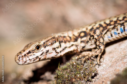 lizard animal portrait