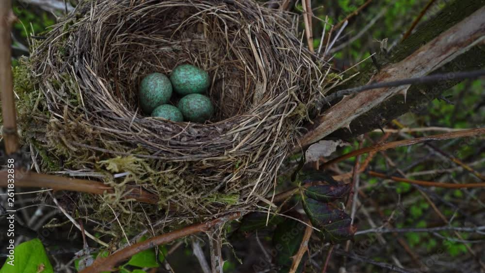 Nest of Blackbird with eggs - (4K) Nest of Blackbird with eggs - (4K)