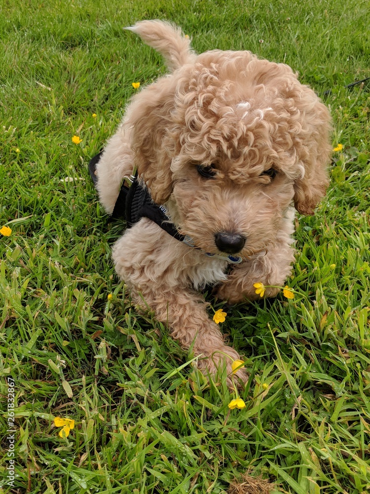 Australian Labradoodle puppy with flowers Australian Labradoodle puppy with flowers