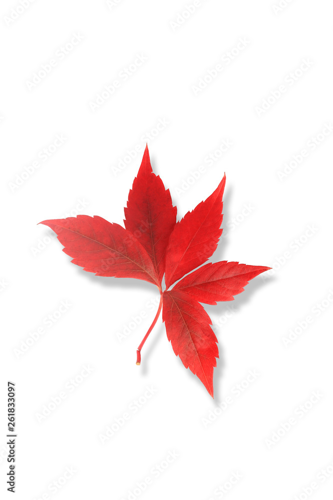 red autumn leaf isolated on white background red autumn leaf isolated on white background