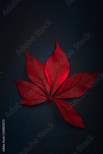 red autumn leaf on dark background