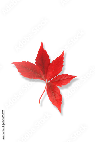 red autumn leaf isolated on white background