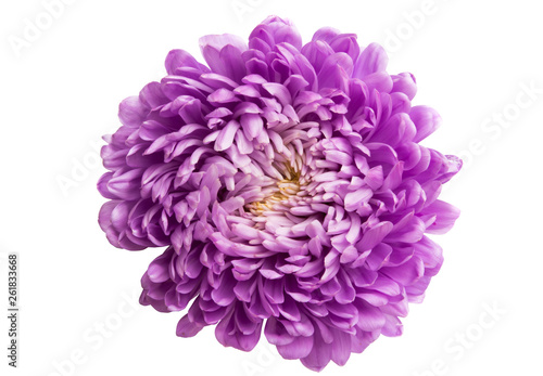 Wallpaper Mural aster flower isolated Torontodigital.ca