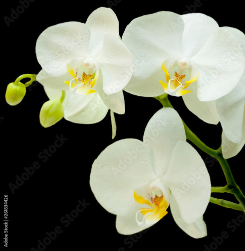 Beautiful Phalaenopsis orchid flower blooming. Isolated.