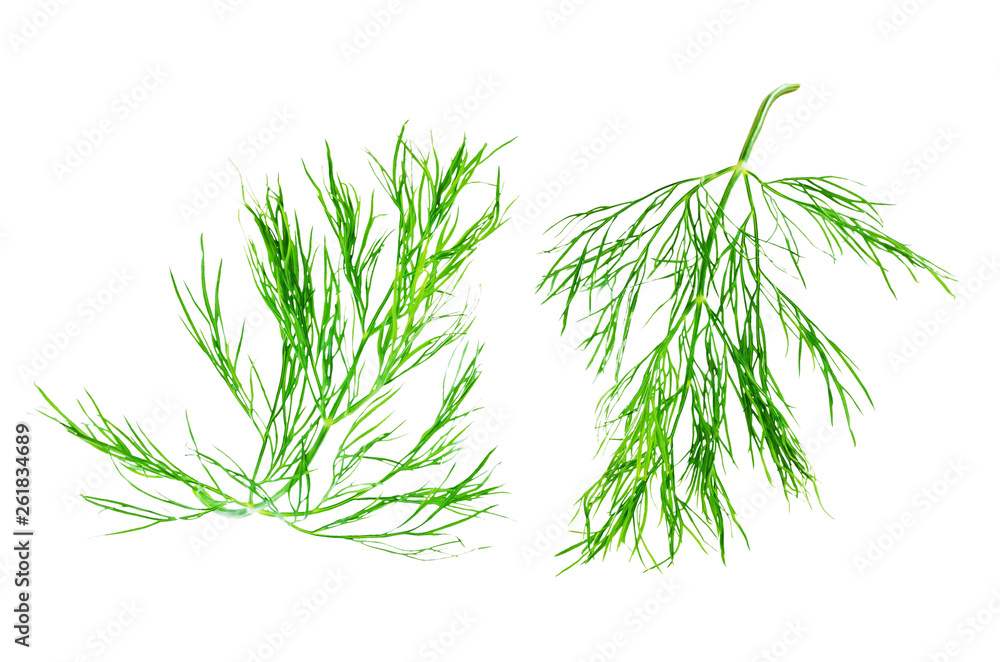 Obraz premium Fresh dill leaves on a white background
