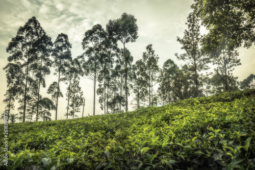 Tea crop plantation scenery field terrace hill fog trees sunrise landscape in Asia Sri Lanka Nuwara Eliya 