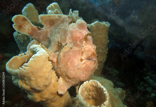 Underwater world - Giant frogfish - Antennarius commerson. Lembeh Strait, Indonesia. photo