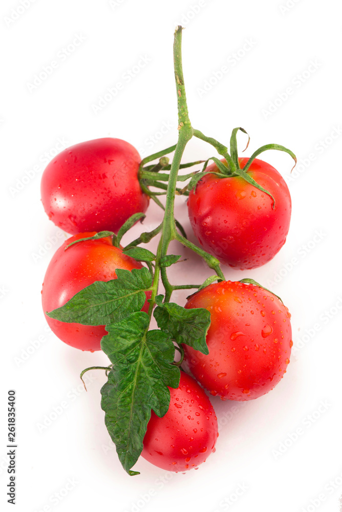 Tomatoes red on a green branch, white background Tomatoes red on a green branch, white background