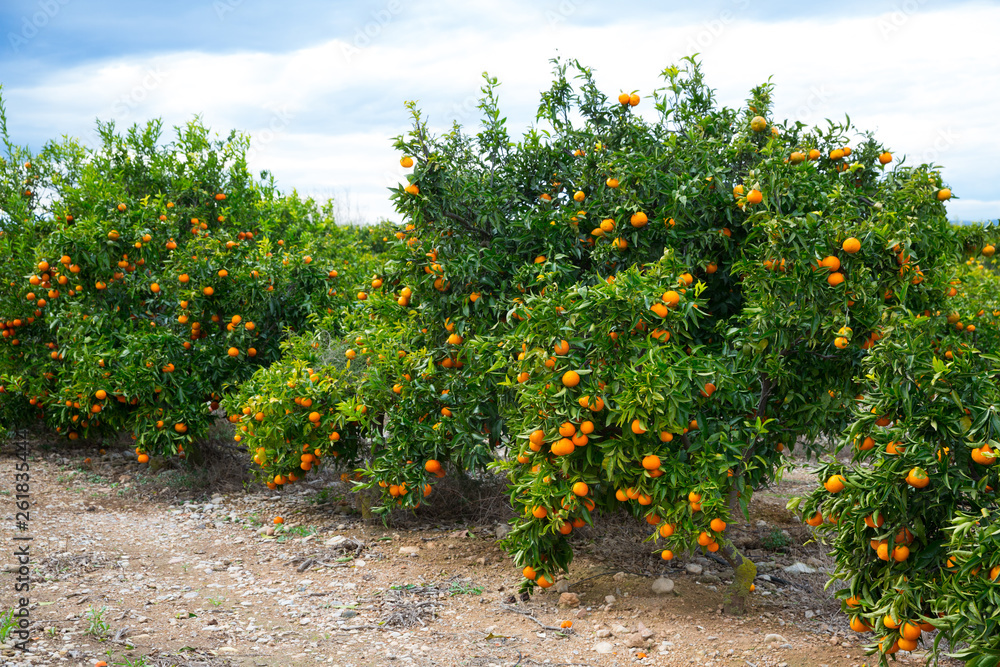 Ripe mandarin oranges on trees