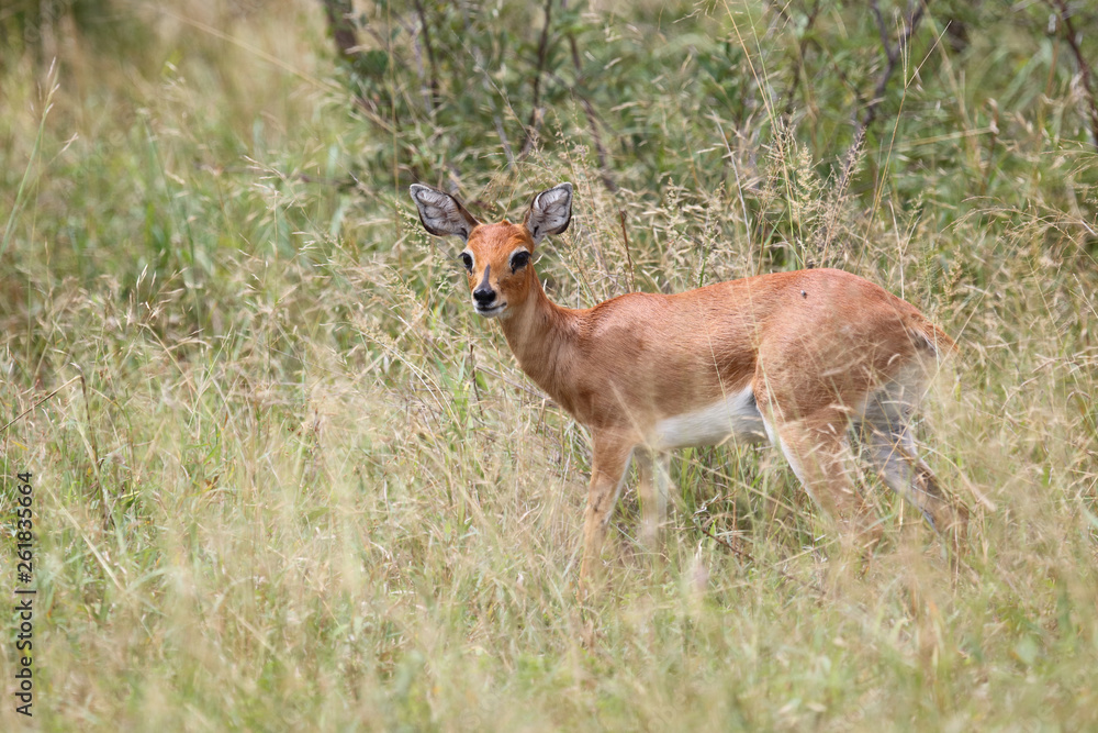 Afrikanischer Steinbock / Steenbok / Raphicerus campestris Afrikanischer Steinbock / Steenbok / Raphicerus campestris