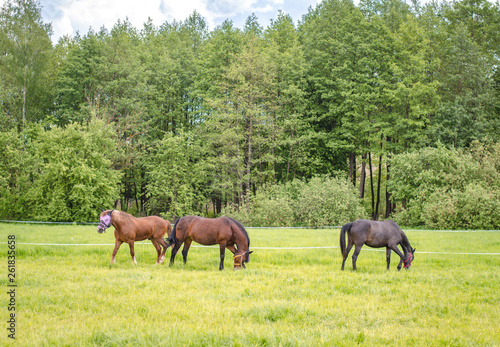 horses eating grass in the field in summer