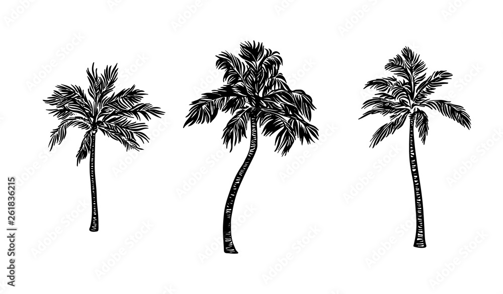 Naklejka premium Hand drawn palm tree set. Vector black ink drawing isolated on white background. Graphic illustration
