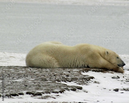 Polar Bear Lying next to sea Ice