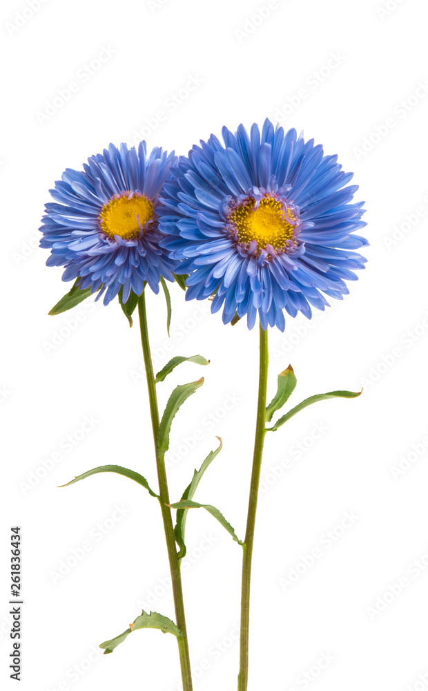 Fototapeta premium aster flower isolated