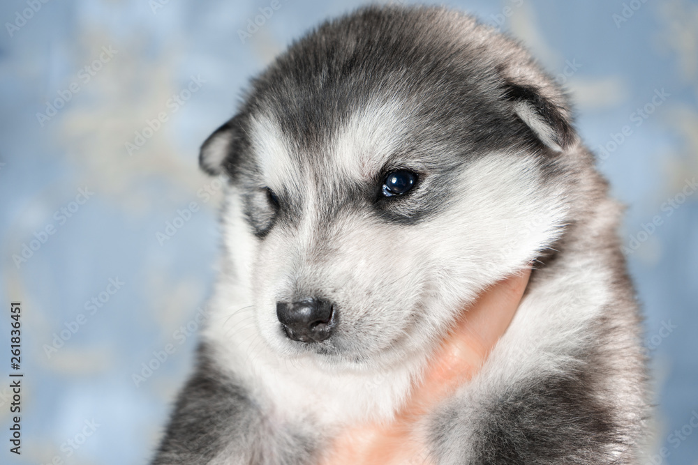 Cute puppy on blue background