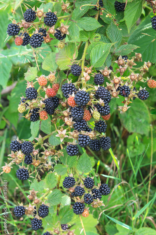 Bramble berry bush with black ripe berries closeup. The concept of harvesting berries in the countryside
