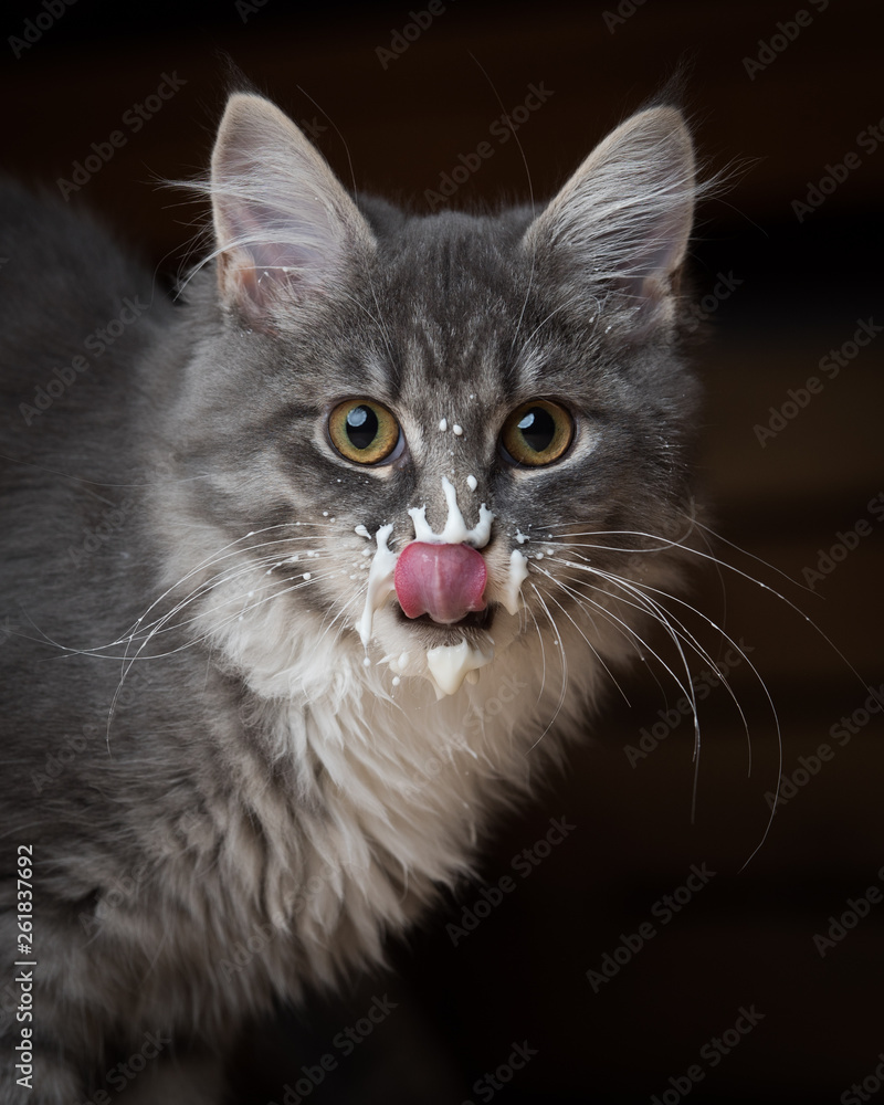 blue tabby maine coon kitten with messy face licking yogurt off nose