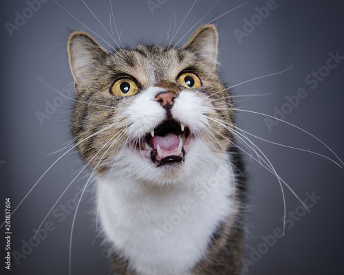 Fototapeta studio shot of tabby white british shorthair cat meowing and looking up