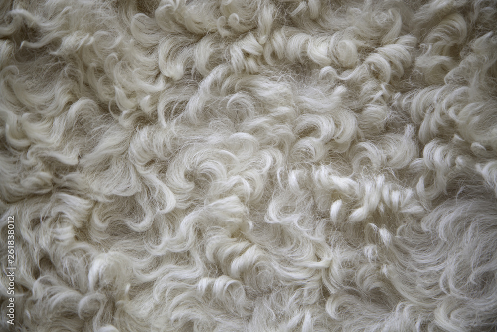 Sheep wool texture Sheep wool texture