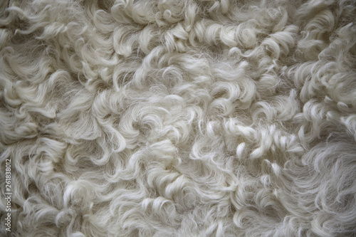 Sheep wool texture photo