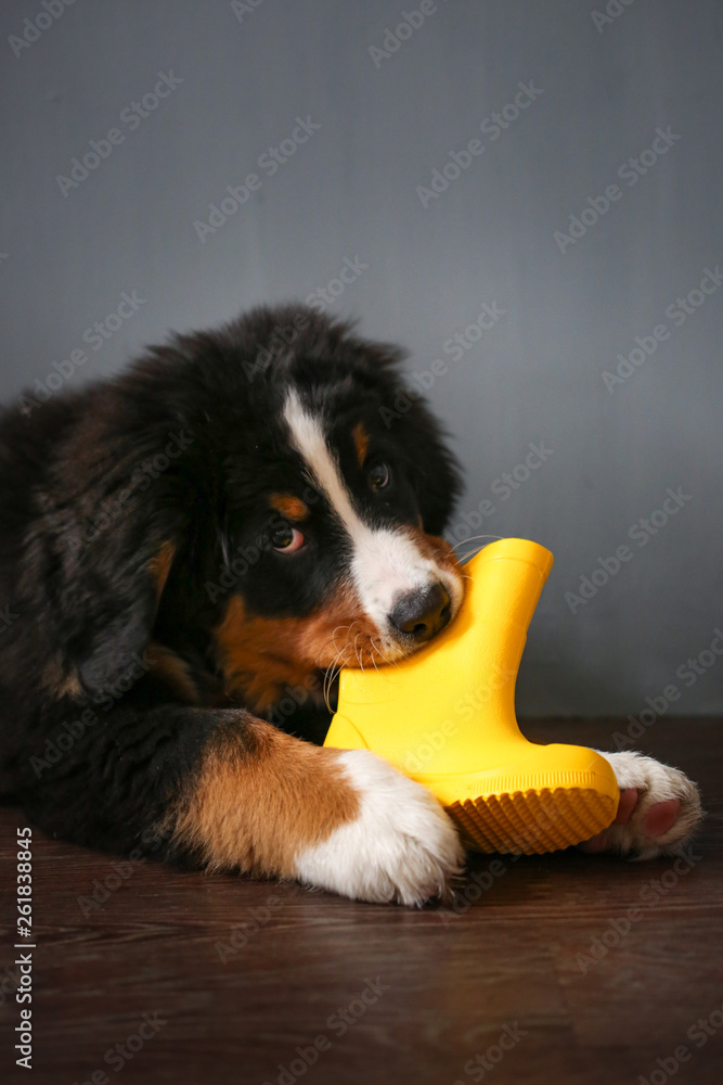 Puppy gnaws rubber boot,Bernese Mountain Dog