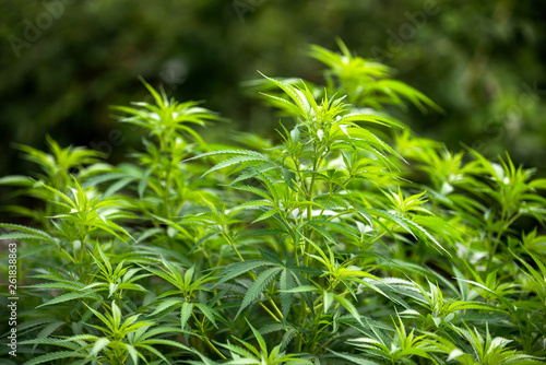 cannabis plantation, technical hemp