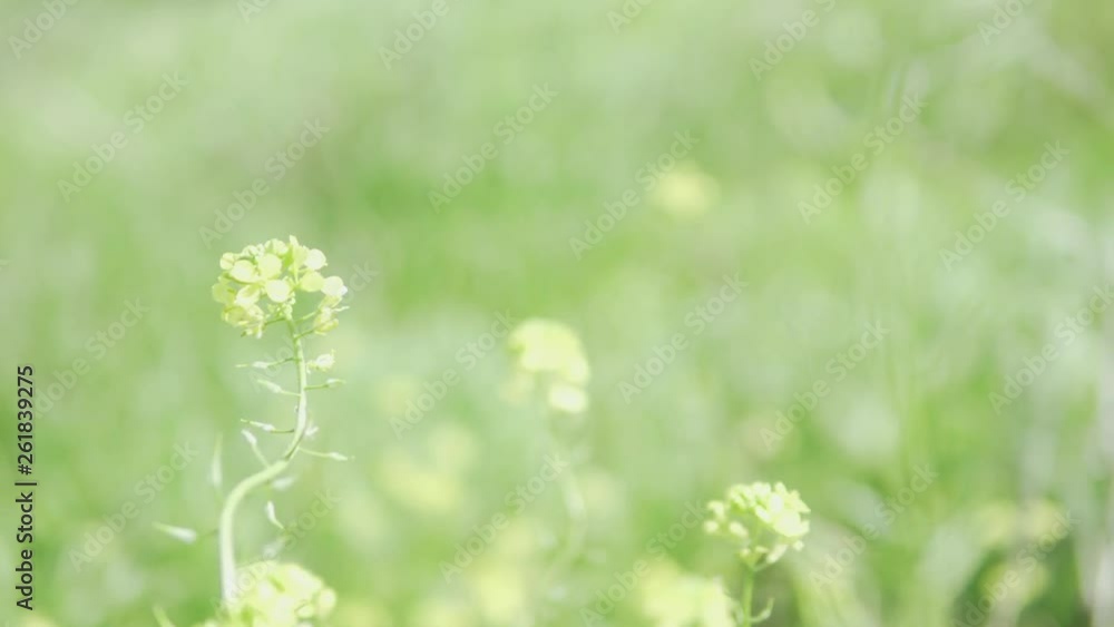 Beautiful yellow wildflowers sway in the thick grass. Beautiful yellow wildflowers sway in the thick grass.
