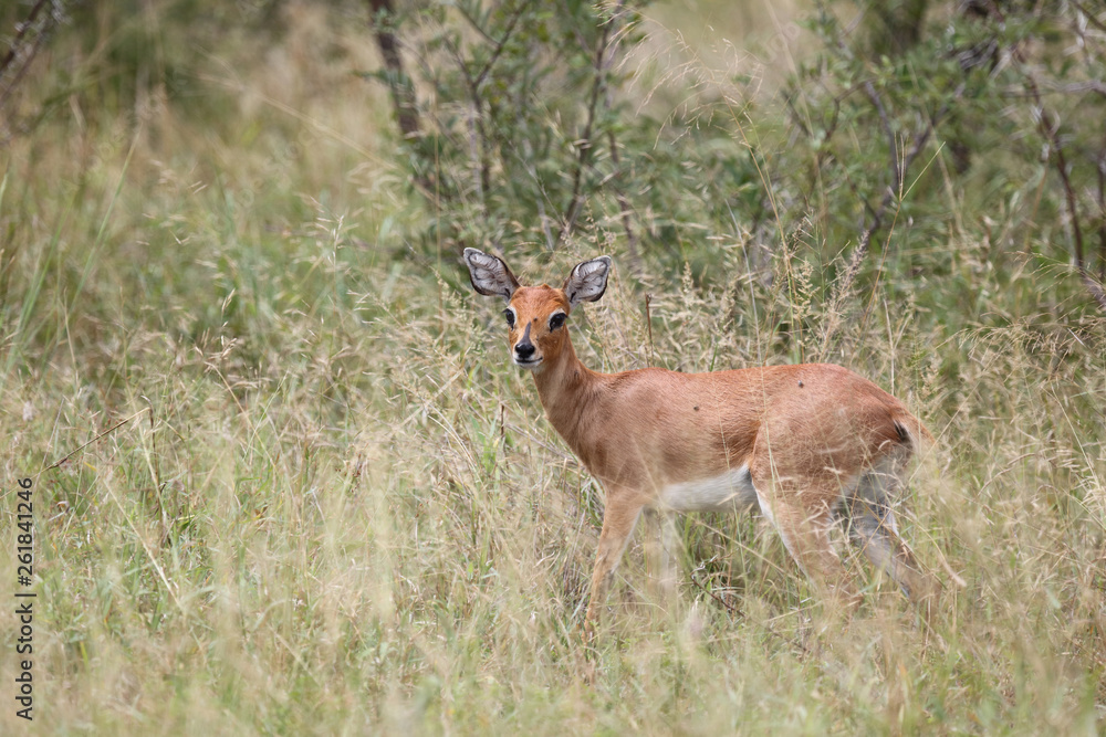 Afrikanischer Steinbock / Steenbok / Raphicerus campestris Afrikanischer Steinbock / Steenbok / Raphicerus campestris