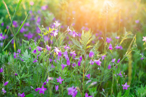 Fototapeta Naklejka Na Ścianę i Meble -  Beautiful bluebells in the field on sunlight Soft focus