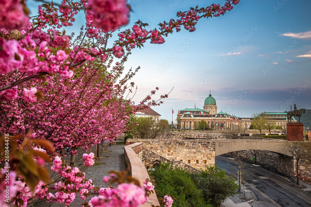 Budapest, Hungary - The famous Buda Castle Royal Palace on a Spring afternoon with blooming cherry blossom at foreground