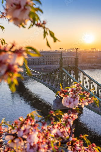 Photography Budapest, Hungary - Beautiful and empty Liberty Bridge over River Danube at sunrise with cherry blossom at foreground