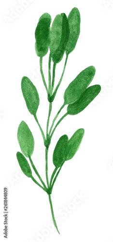 Branch of herb, sage or salvia, hand drawn watercolor illustration isolated on white