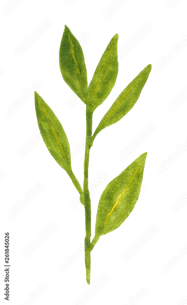 Branch of herb, laurel, hand drawn watercolor illustration isolated on white