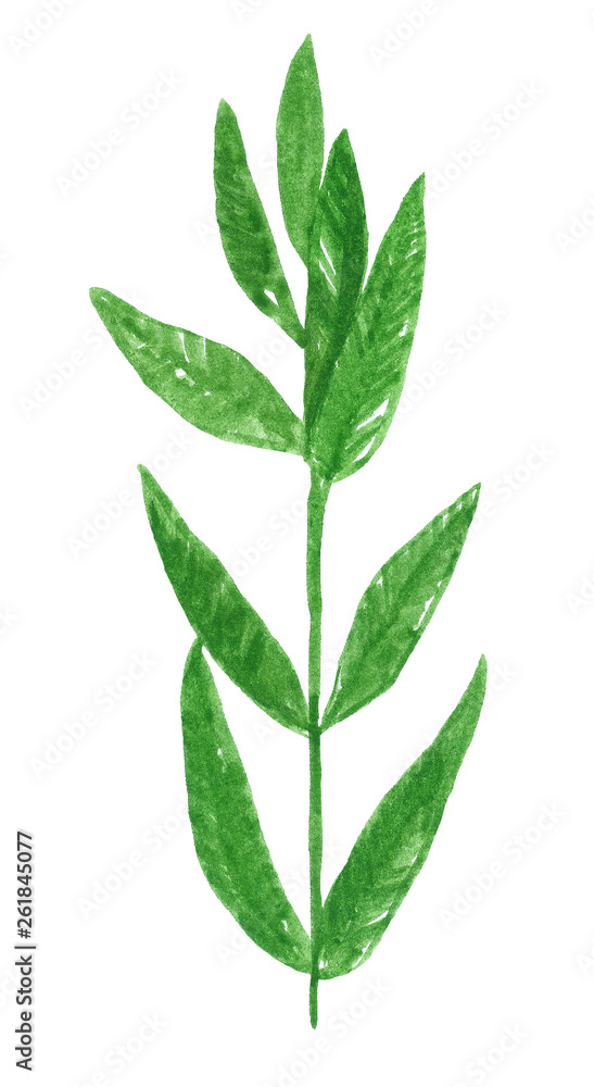 Branch of herb, mint, hand drawn watercolor illustration isolated on white
